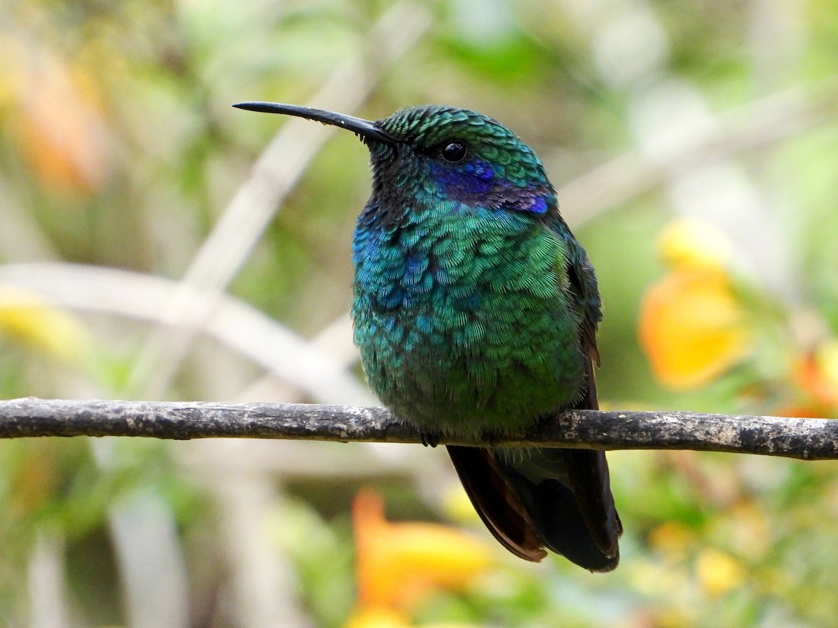 Lesser Violetear - ML641999731