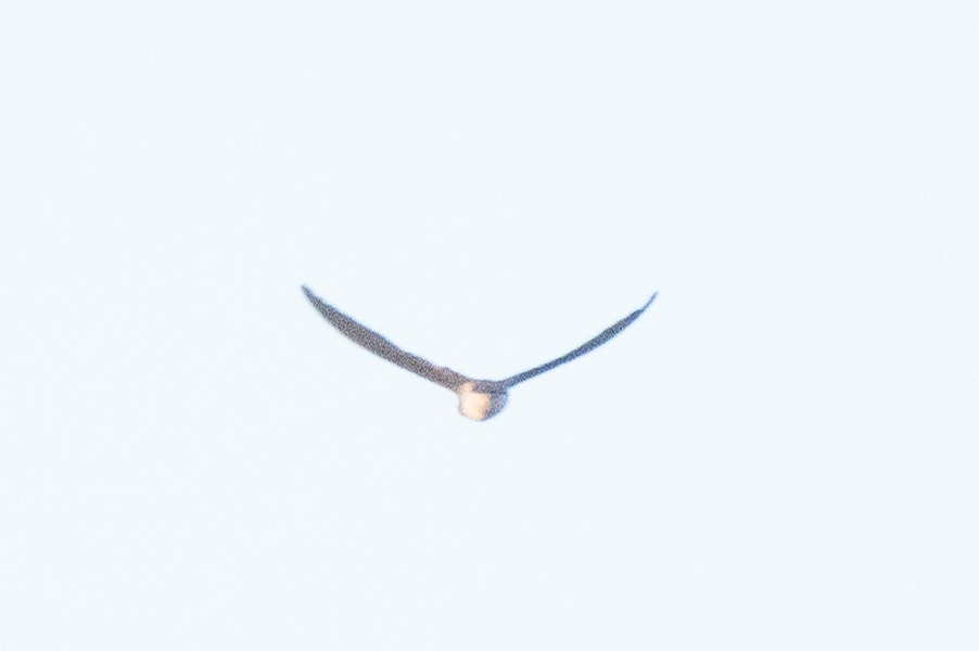 Bank Swallow - ML641999732