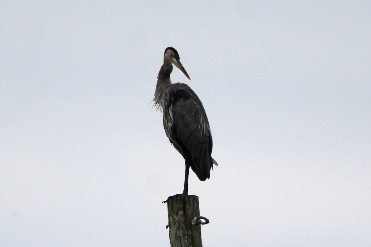 Great Blue Heron - ML641999733
