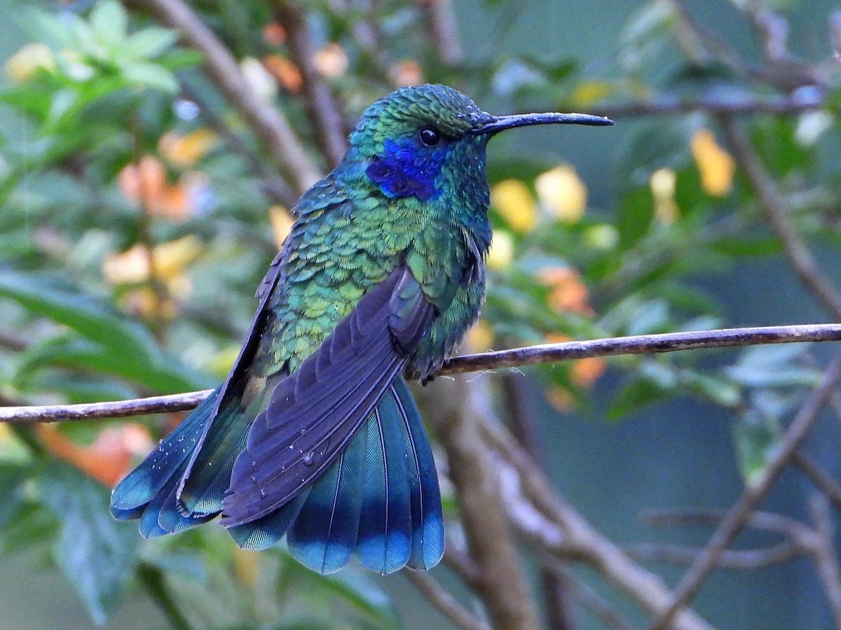 Lesser Violetear - ML641999734