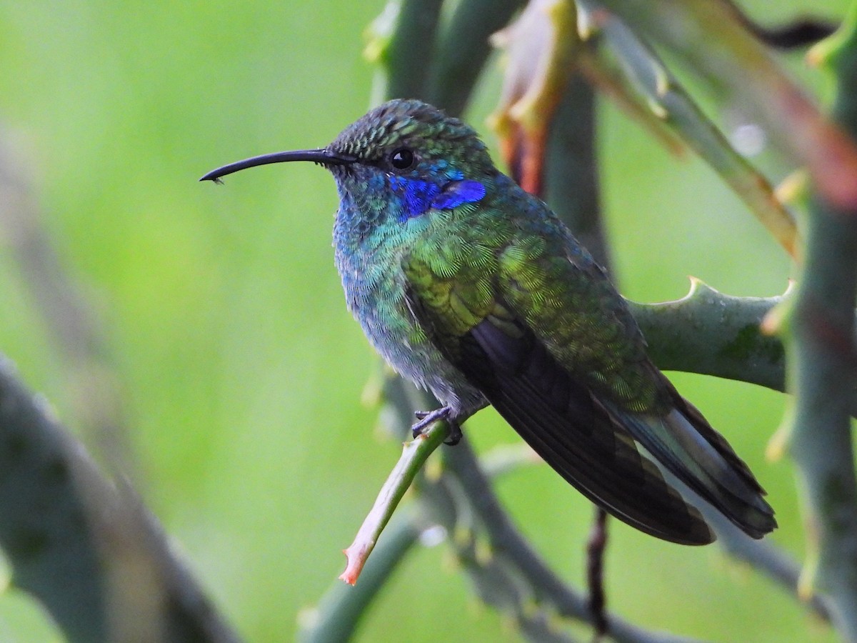 Lesser Violetear - ML641999735