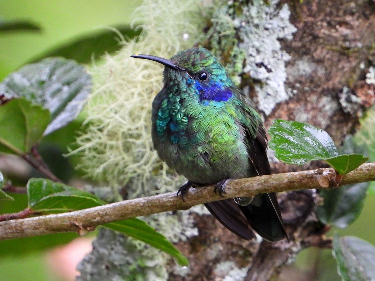 Lesser Violetear - ML641999736