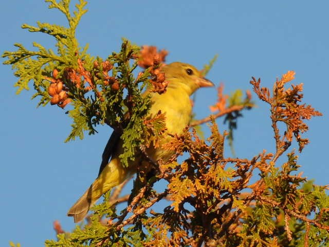 Scarlet Tanager - ML641999742