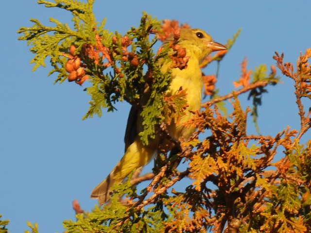 Scarlet Tanager - ML641999744