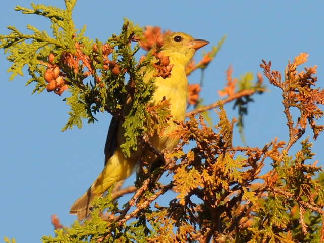 Scarlet Tanager - ML641999745