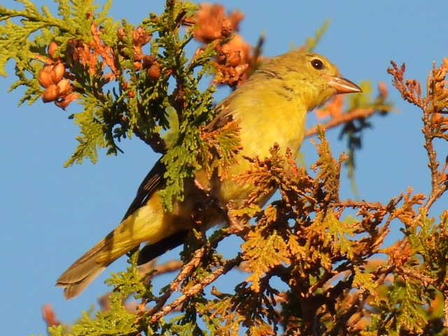 Scarlet Tanager - ML641999746