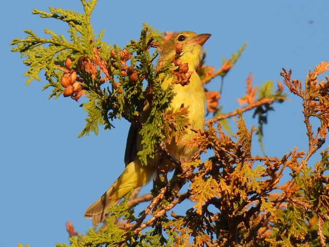Scarlet Tanager - ML641999747