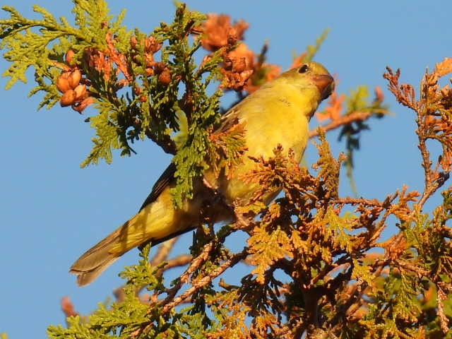 Scarlet Tanager - ML641999748