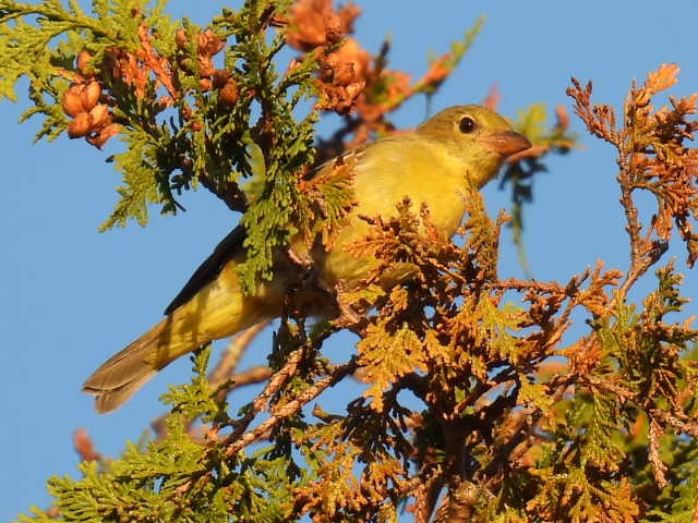 Scarlet Tanager - ML641999751