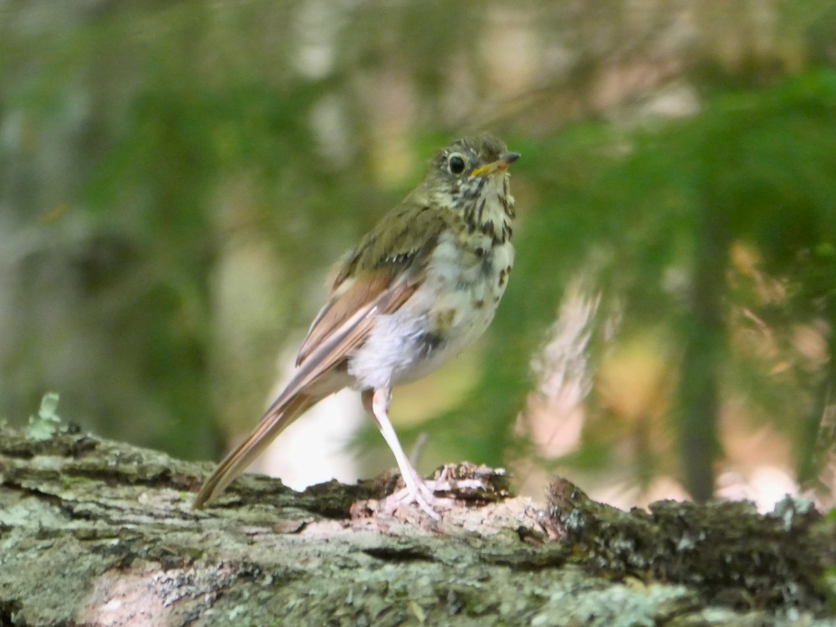 Hermit Thrush - ML641999754