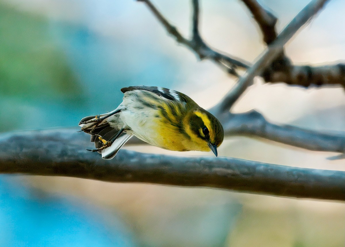 Townsend's Warbler - ML641999774