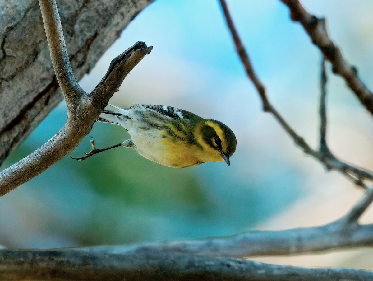Townsend's Warbler - ML641999775