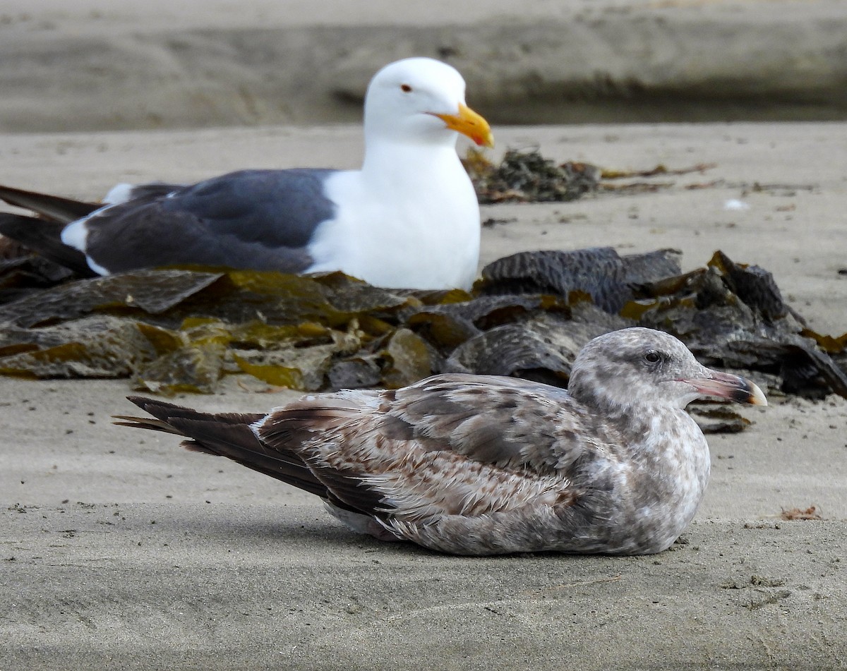 Western Gull - ML641999781