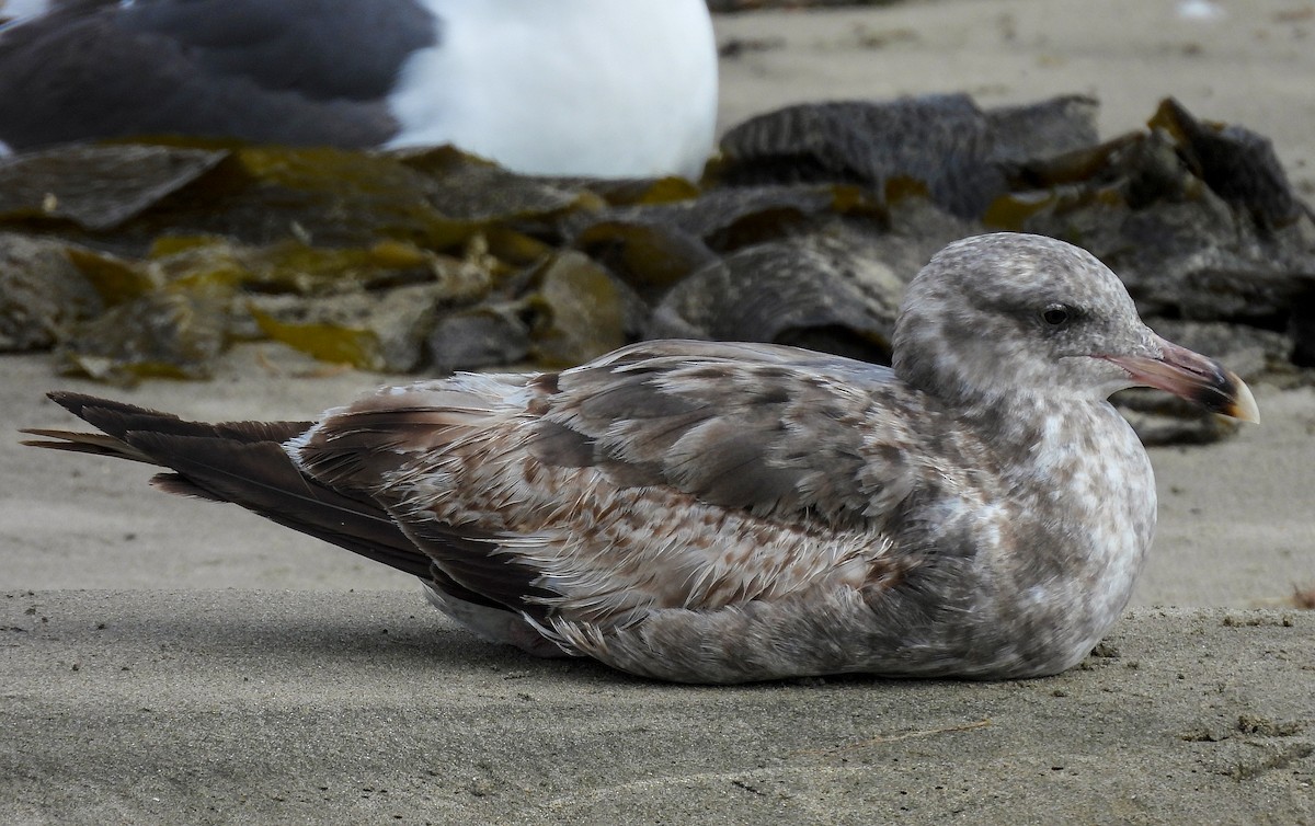 Western Gull - ML641999782