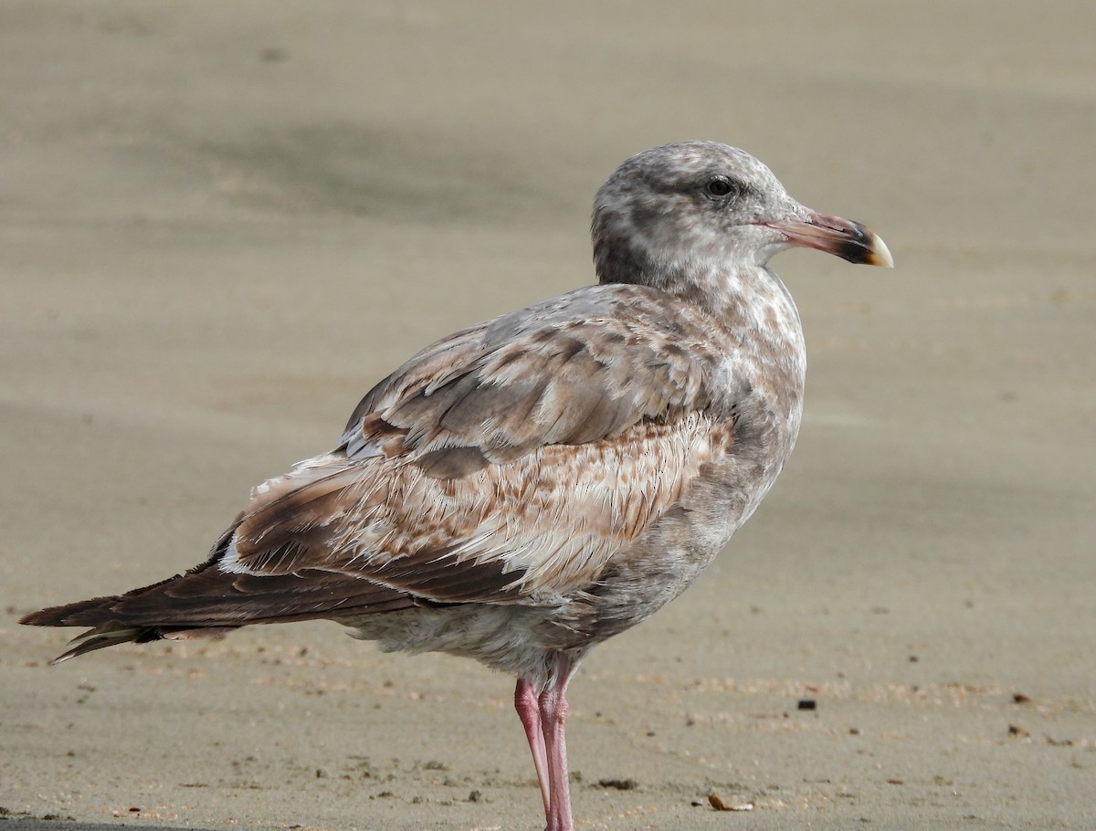 Western Gull - ML641999790
