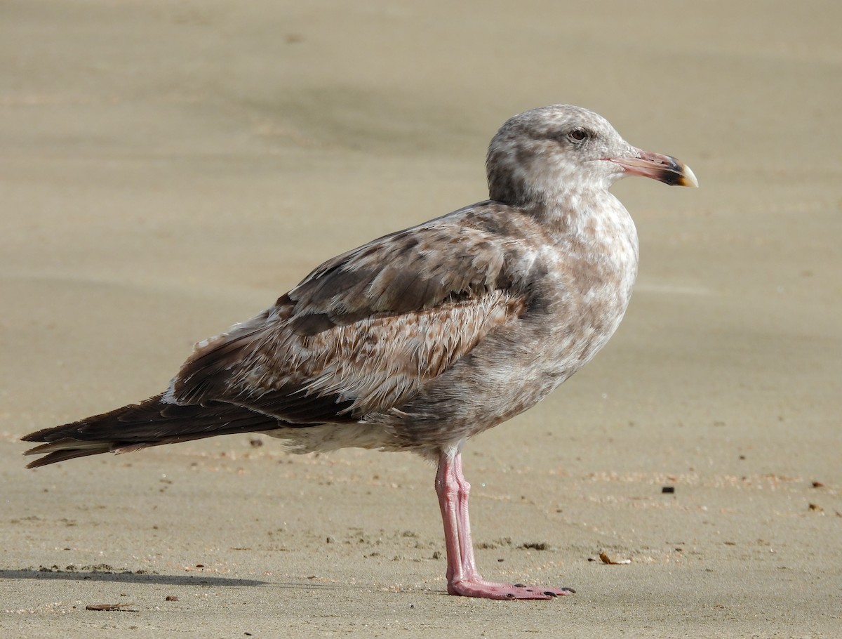 Western Gull - ML641999791