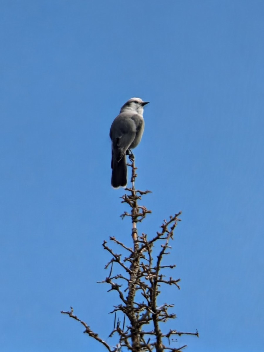 Canada Jay (Rocky Mts.) - ML641999796
