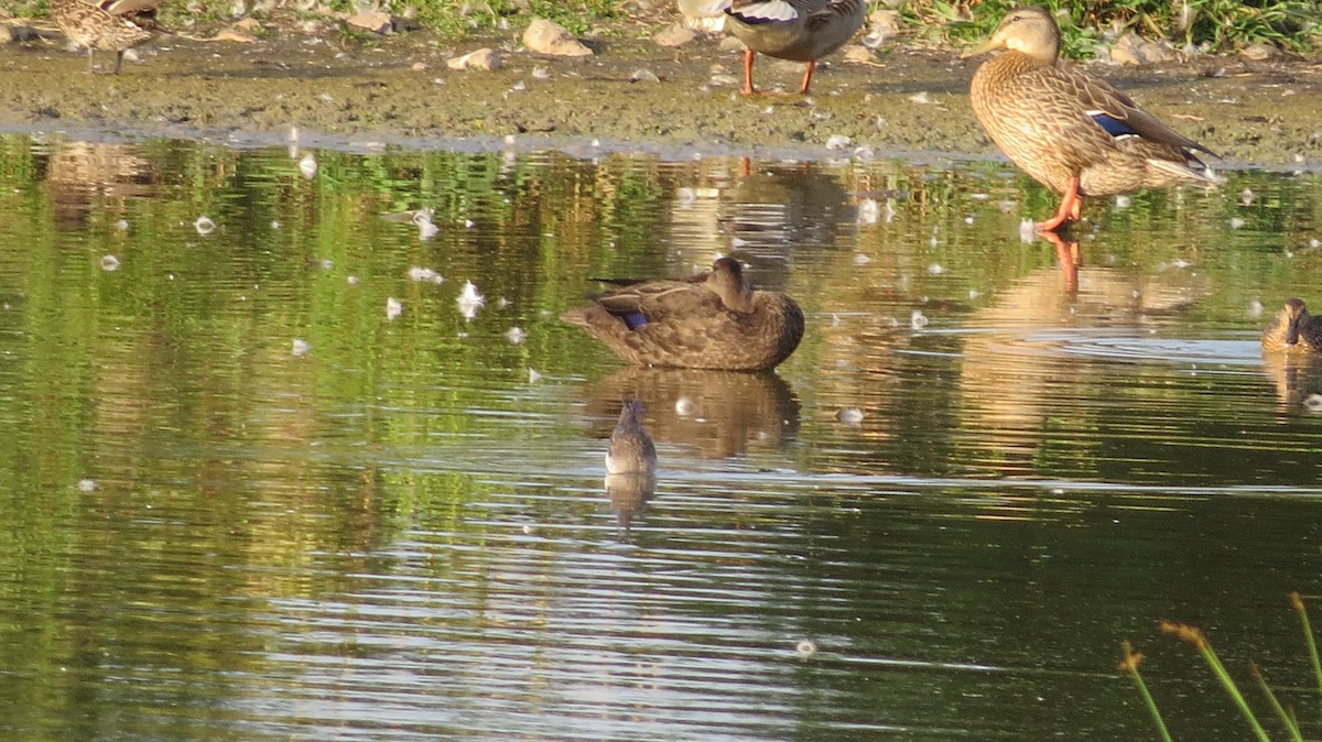American Black Duck - ML641999802