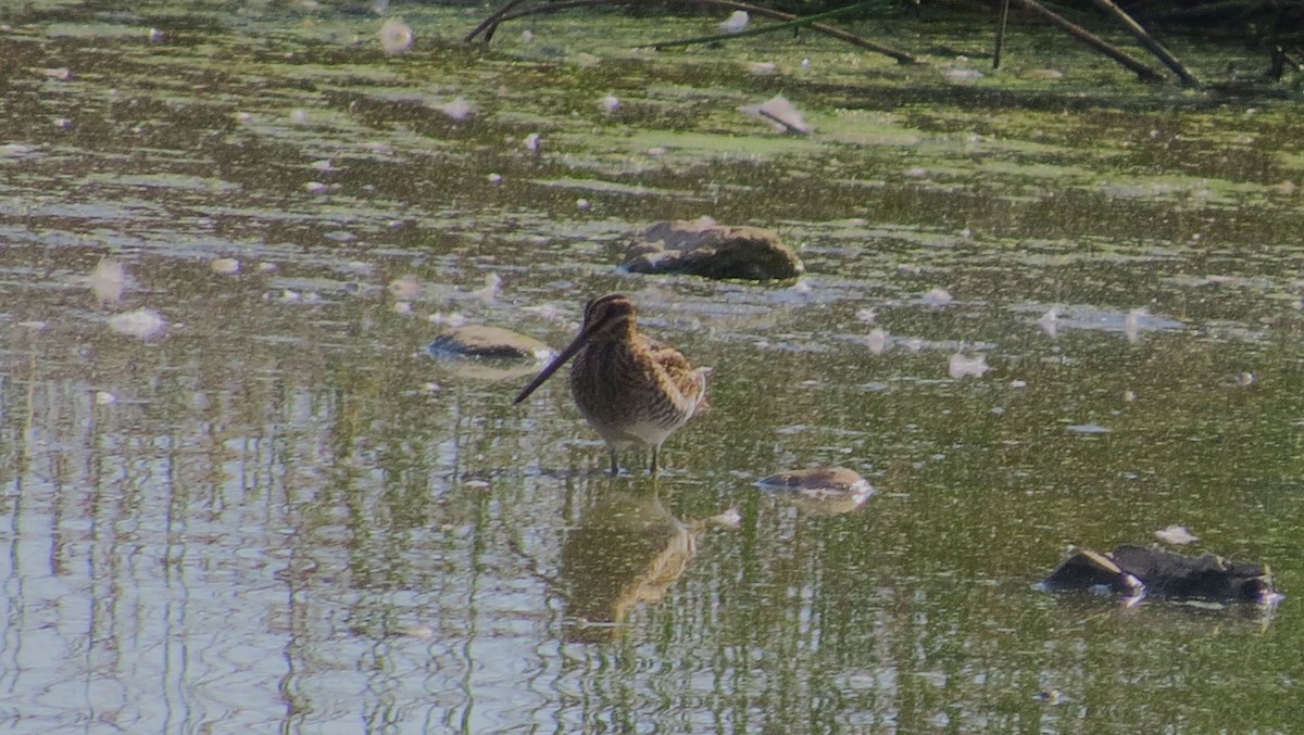 Wilson's Snipe - ML641999849