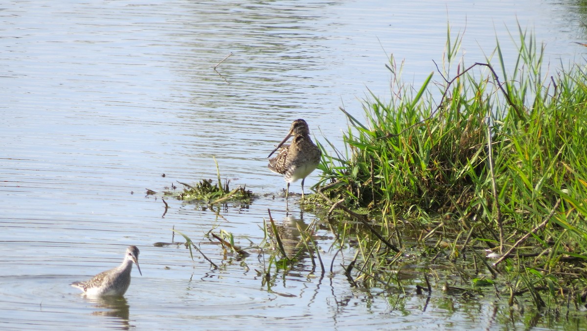 Wilson's Snipe - ML641999850