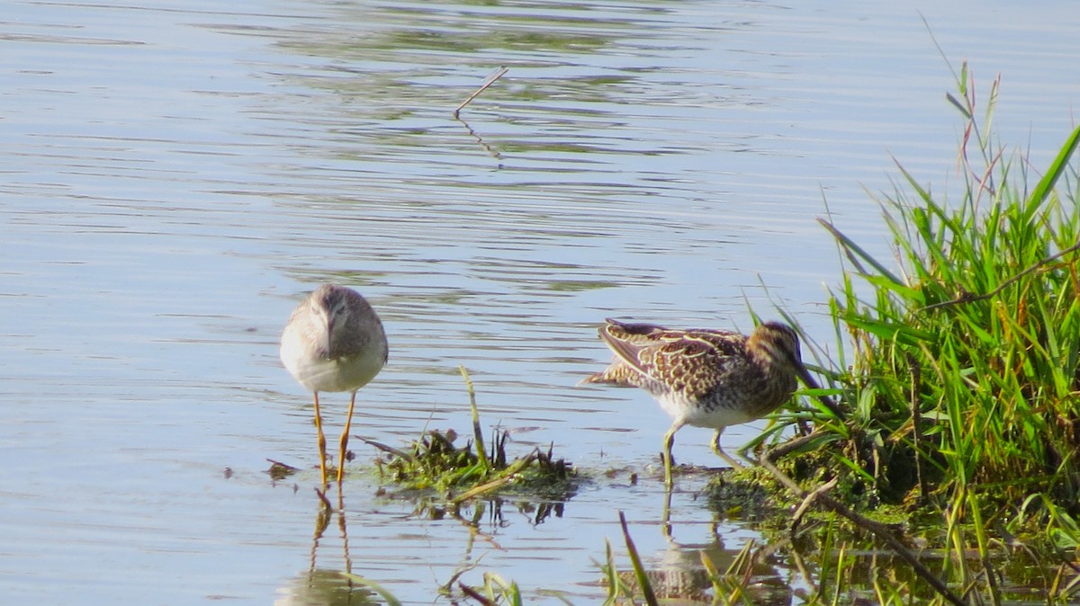 Wilson's Snipe - ML641999851
