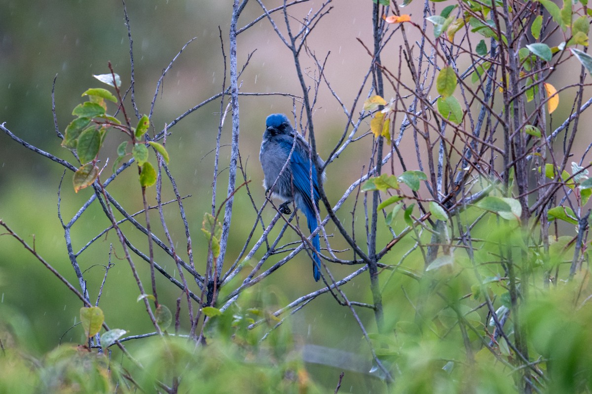 Woodhouse's Scrub-Jay - ML641999852