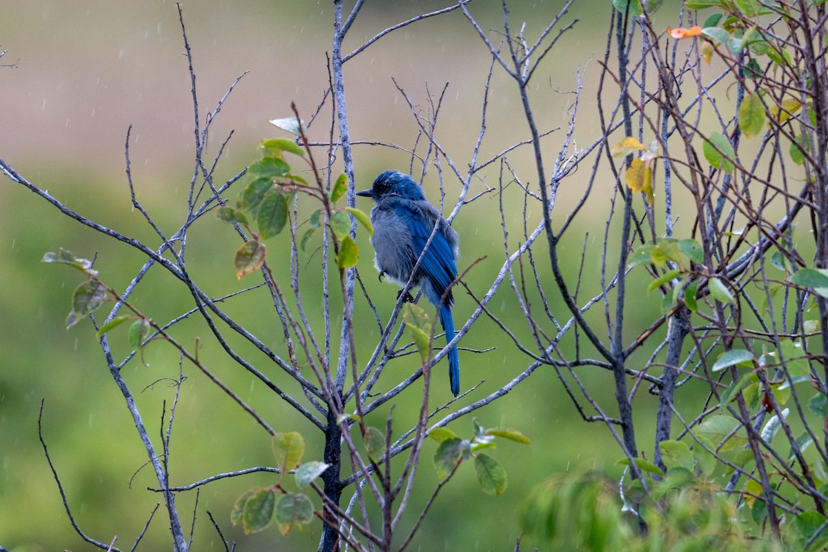 Woodhouse's Scrub-Jay - ML641999853