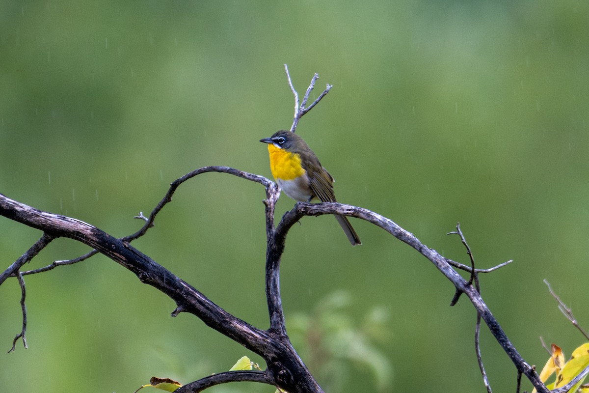 Yellow-breasted Chat - ML641999865