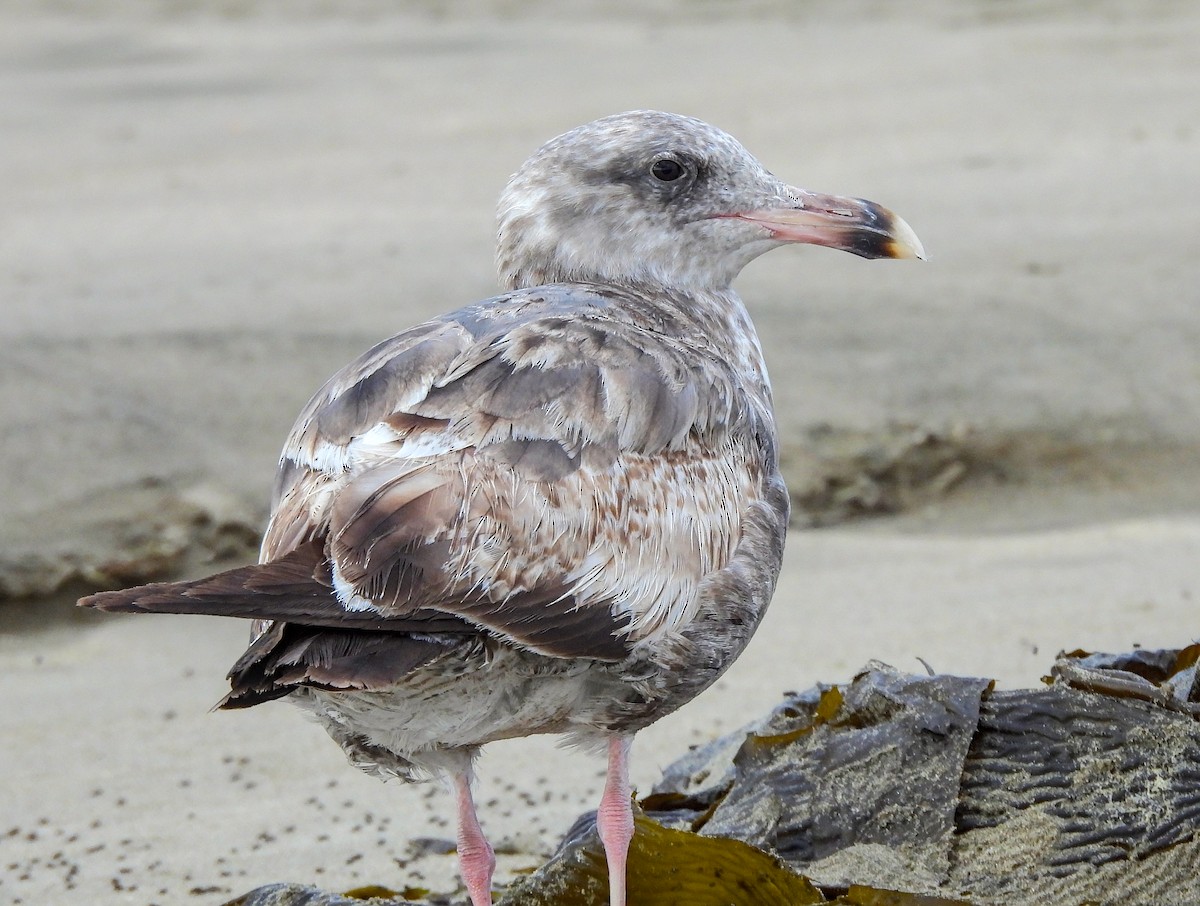 Western Gull - ML641999874