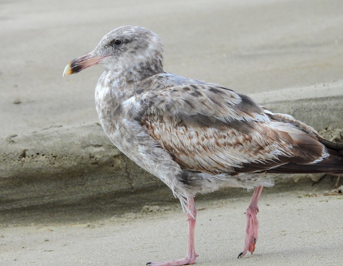 Western Gull - ML641999875