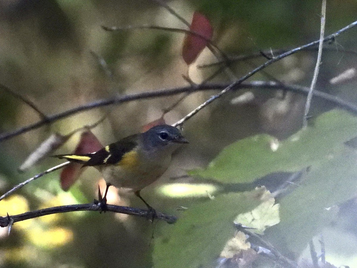 American Redstart - ML641999881