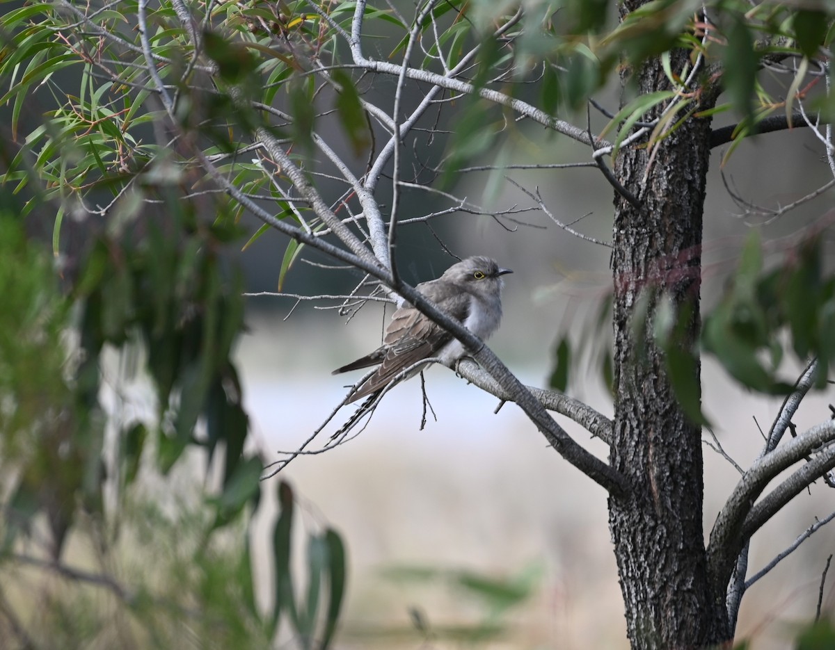 Pallid Cuckoo - ML641999888