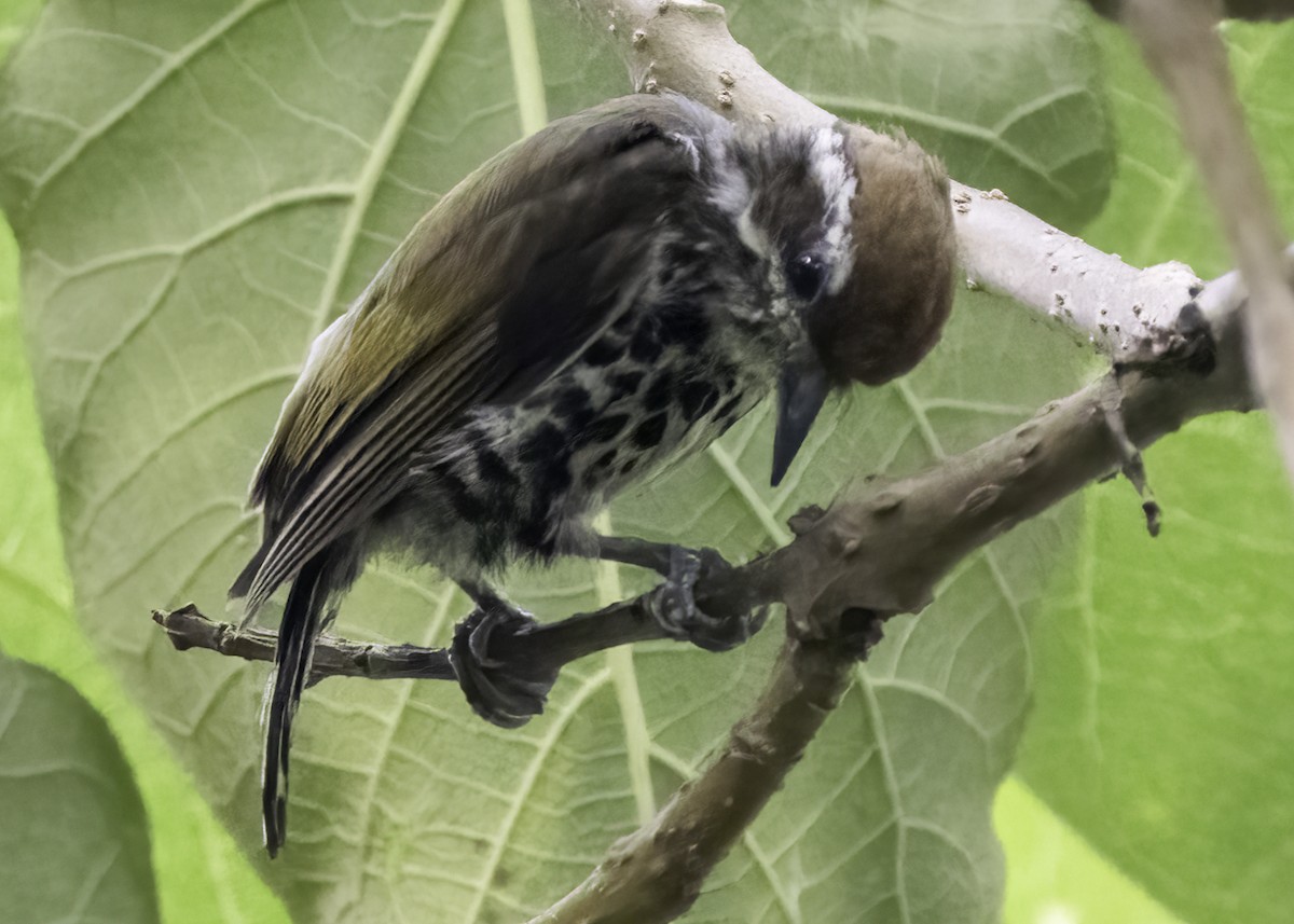 Speckled Piculet - ML641999900