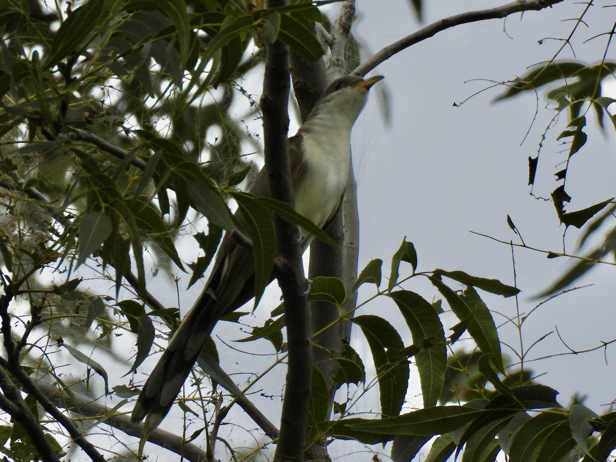 Yellow-billed Cuckoo - ML641999901
