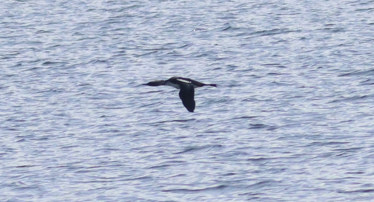 Pacific Loon - ML641999904