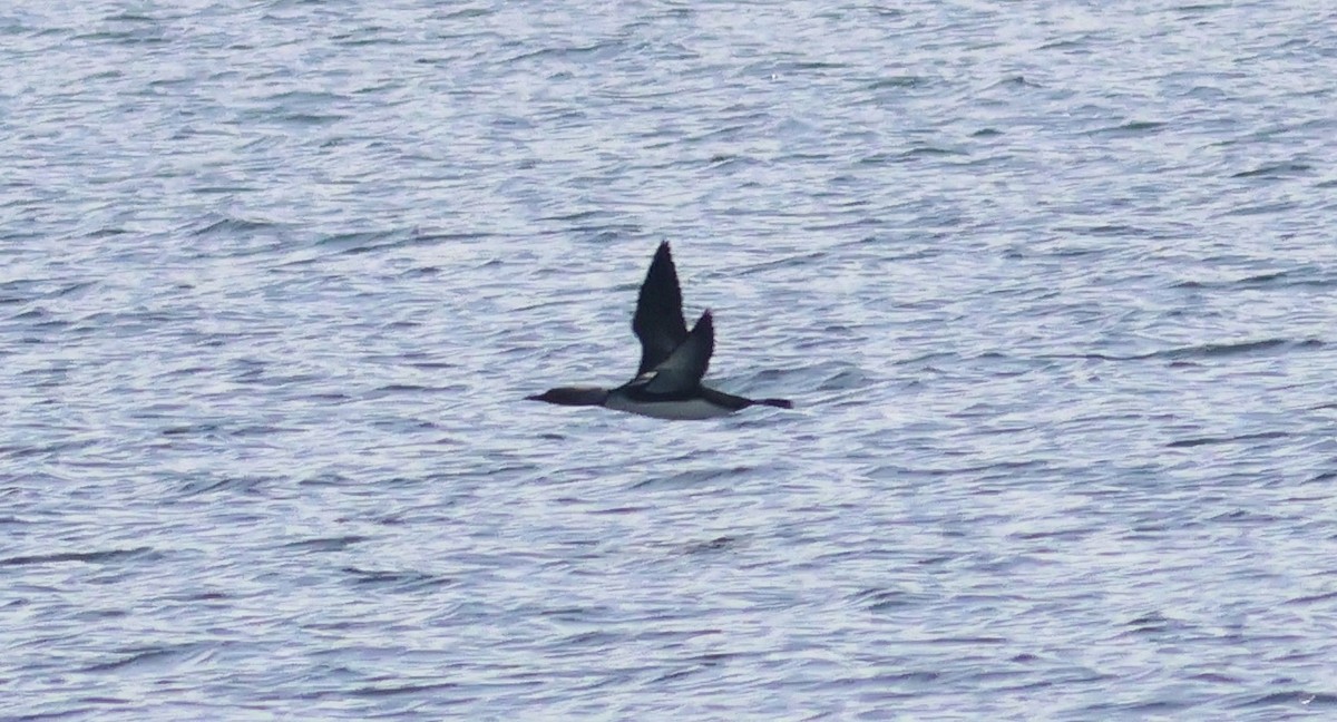 Pacific Loon - ML641999905