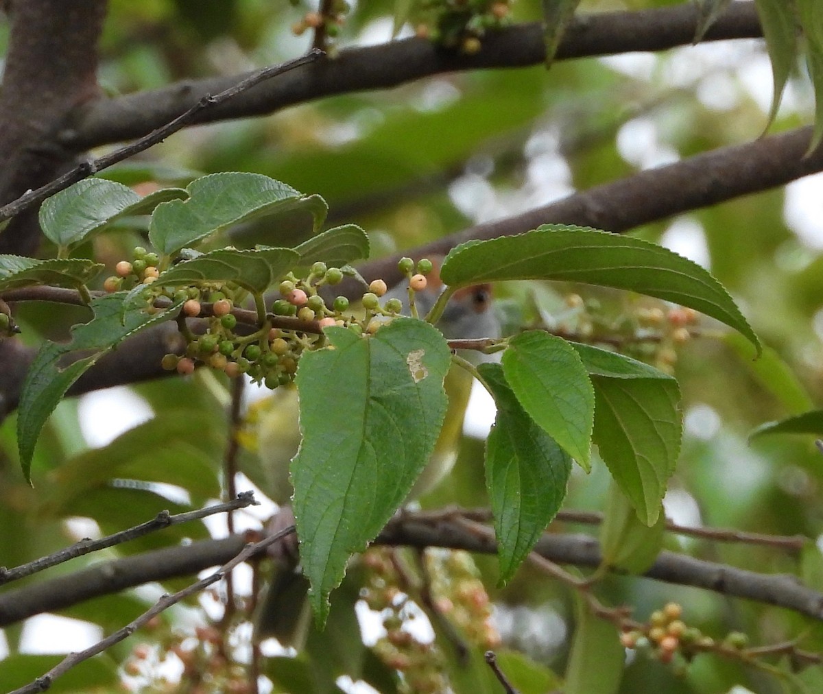 Rufous-browed Peppershrike (Northern) - ML641999913