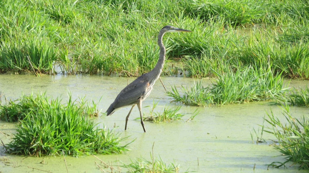 Great Blue Heron - ML641999914