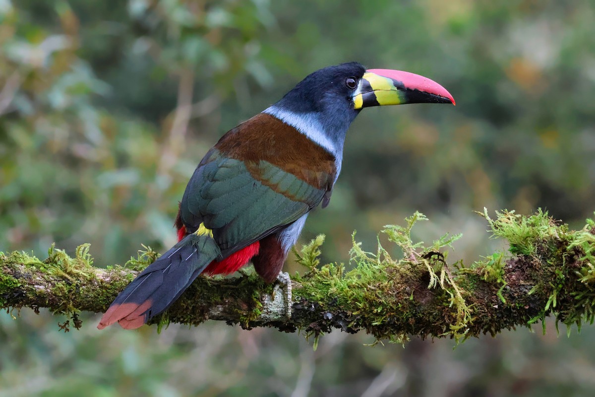 Gray-breasted Mountain-Toucan - ML641999921