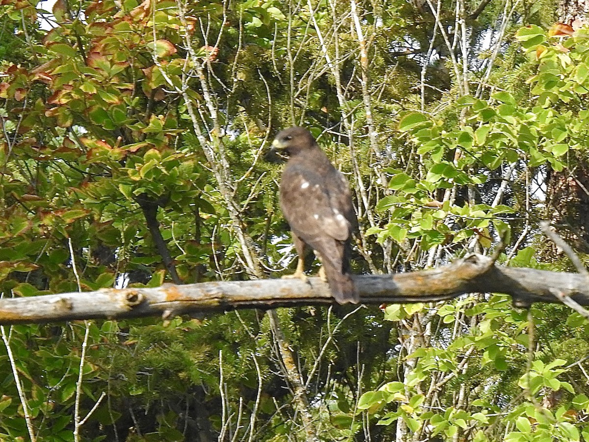 Broad-winged Hawk - ML641999932