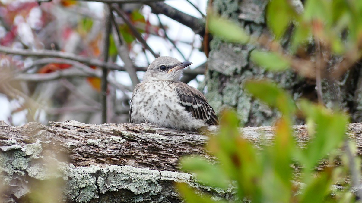 Northern Mockingbird - ML641999938