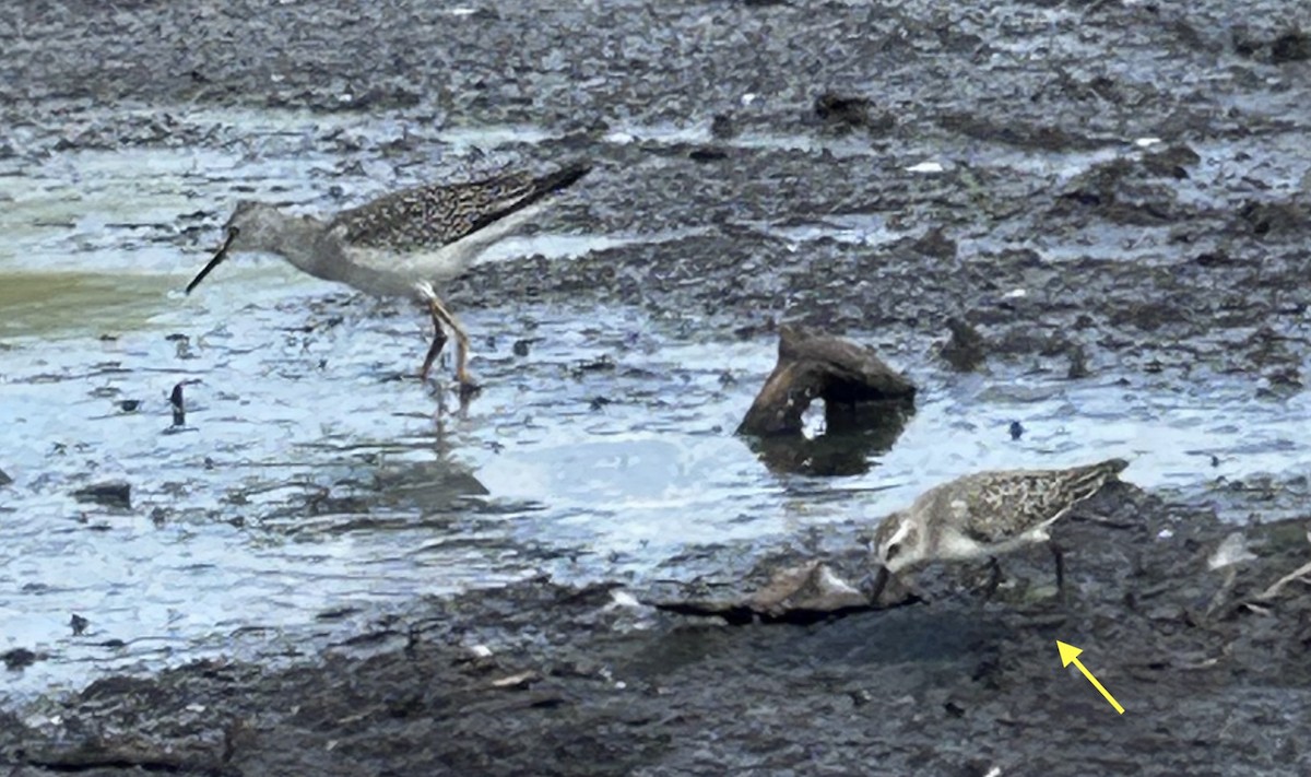 sandsnipe - ML641999948