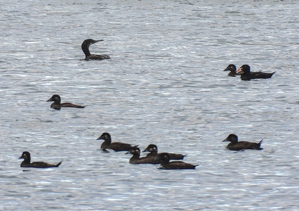 Surf Scoter - ML641999950