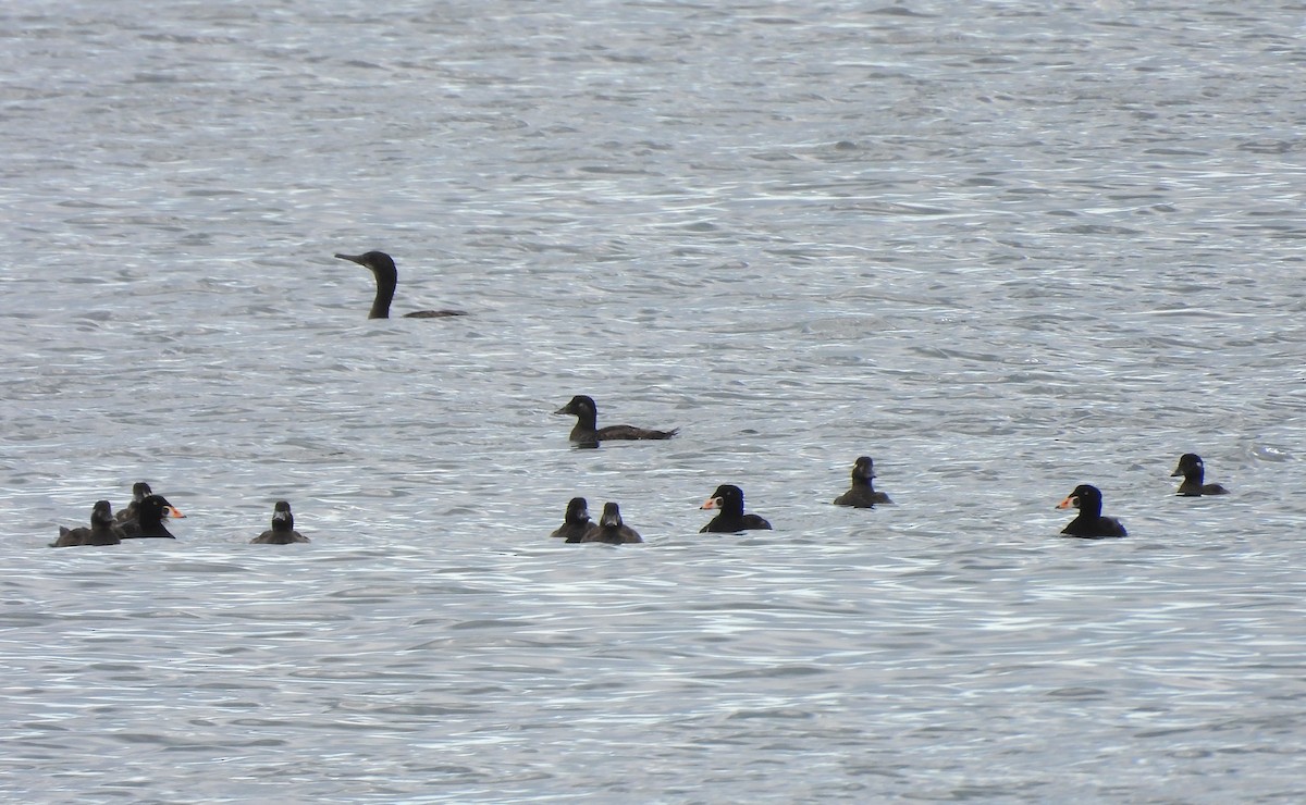 Surf Scoter - ML641999951
