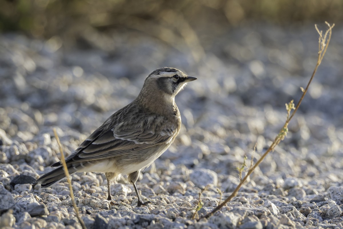 Horned Lark - ML641999952