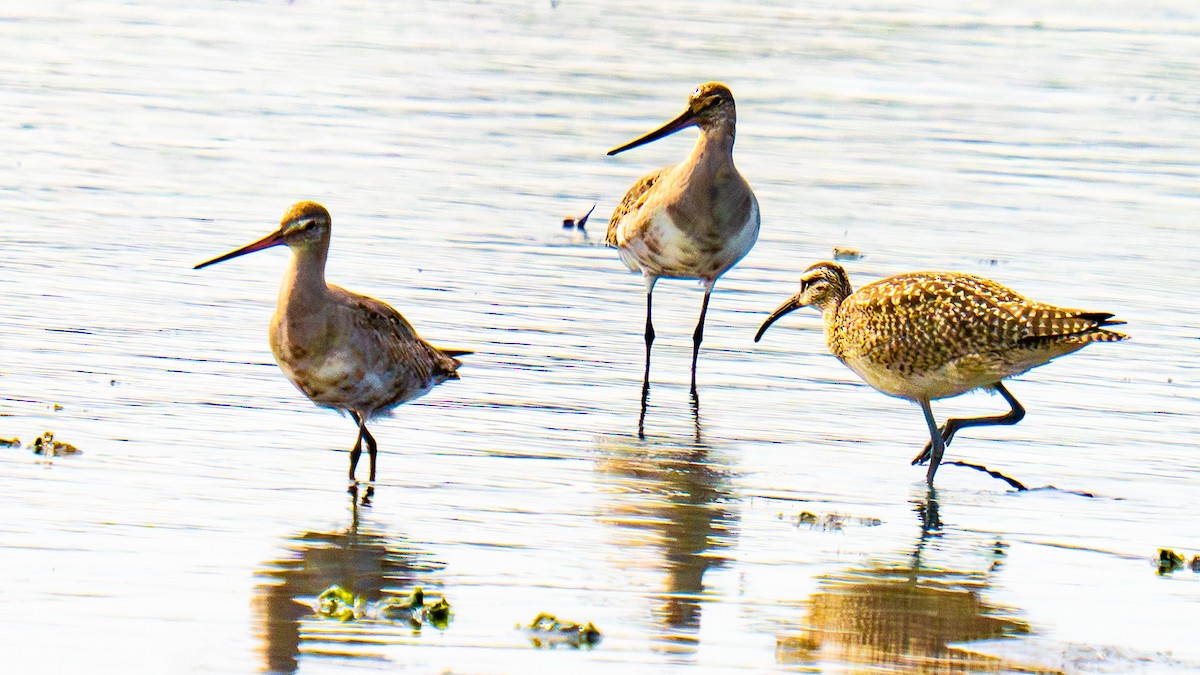 Whimbrel - ML641999957