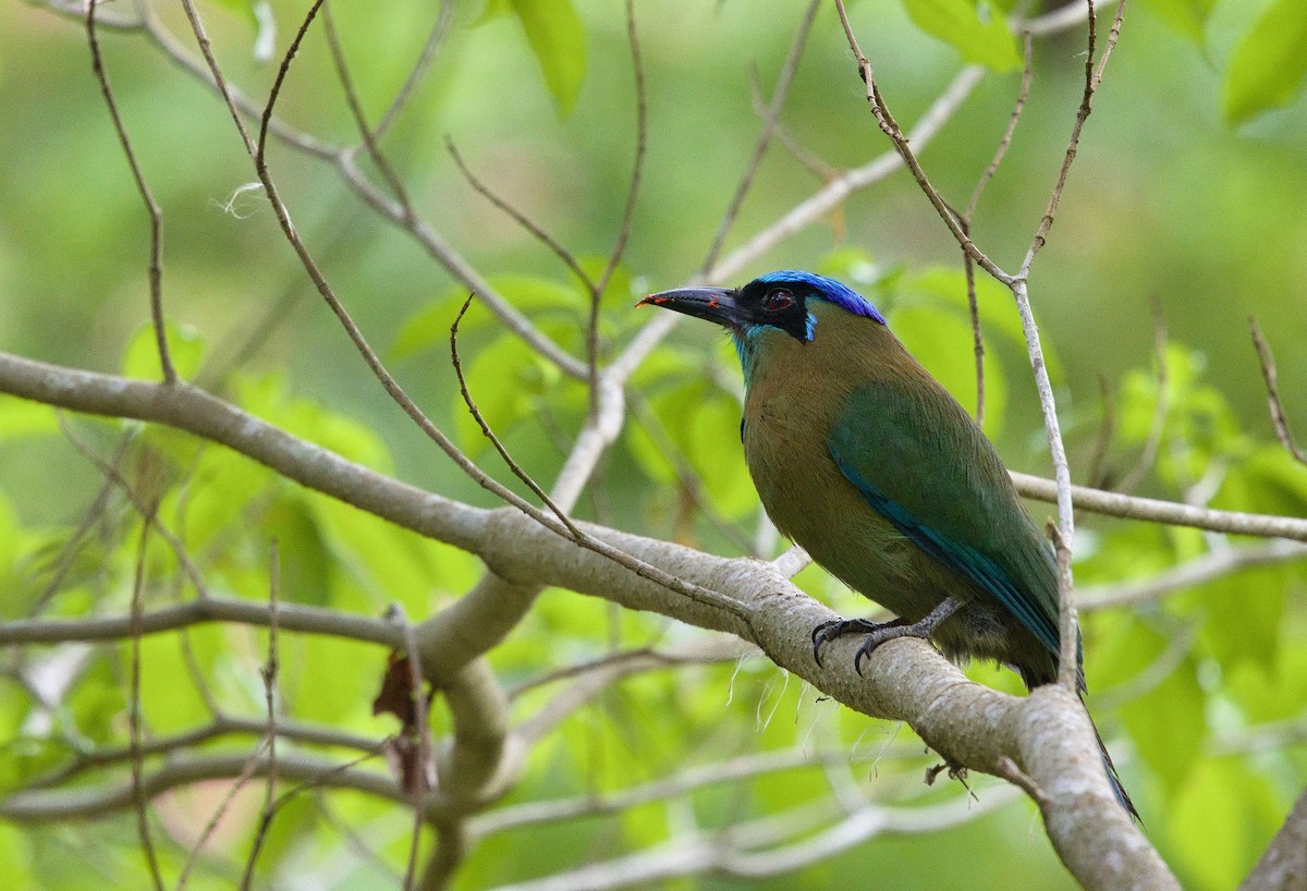 Lesson's Motmot - ML641999958