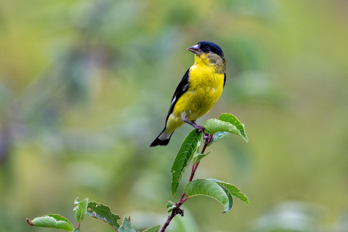 Lesser Goldfinch - ML641999969