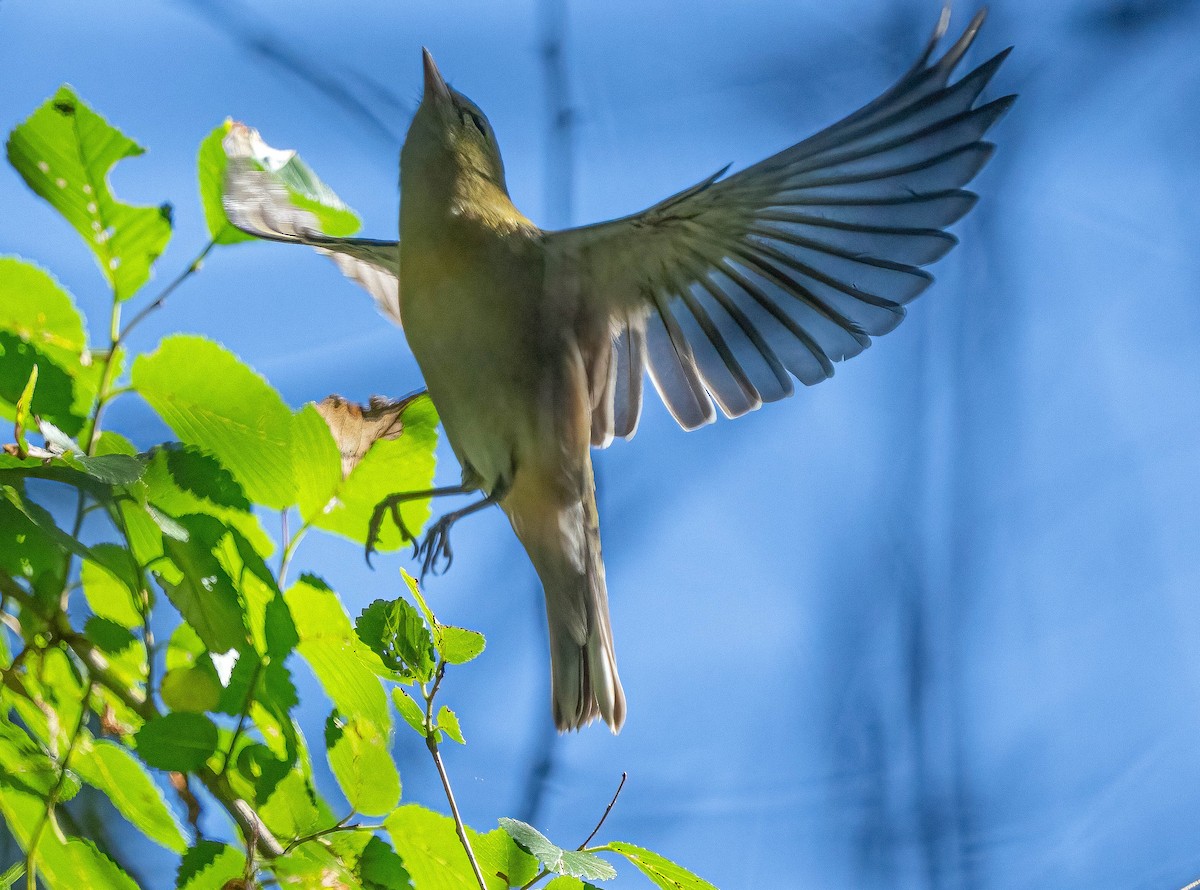 Bay-breasted Warbler - ML641999981