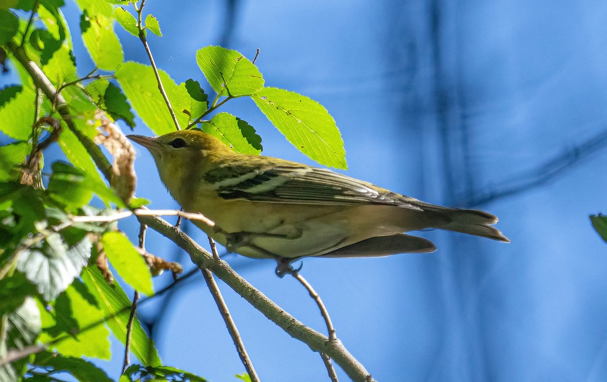 Bay-breasted Warbler - ML641999982